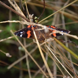 2017-03 New Zealand/Waiotapu/DSC_0266.JPG